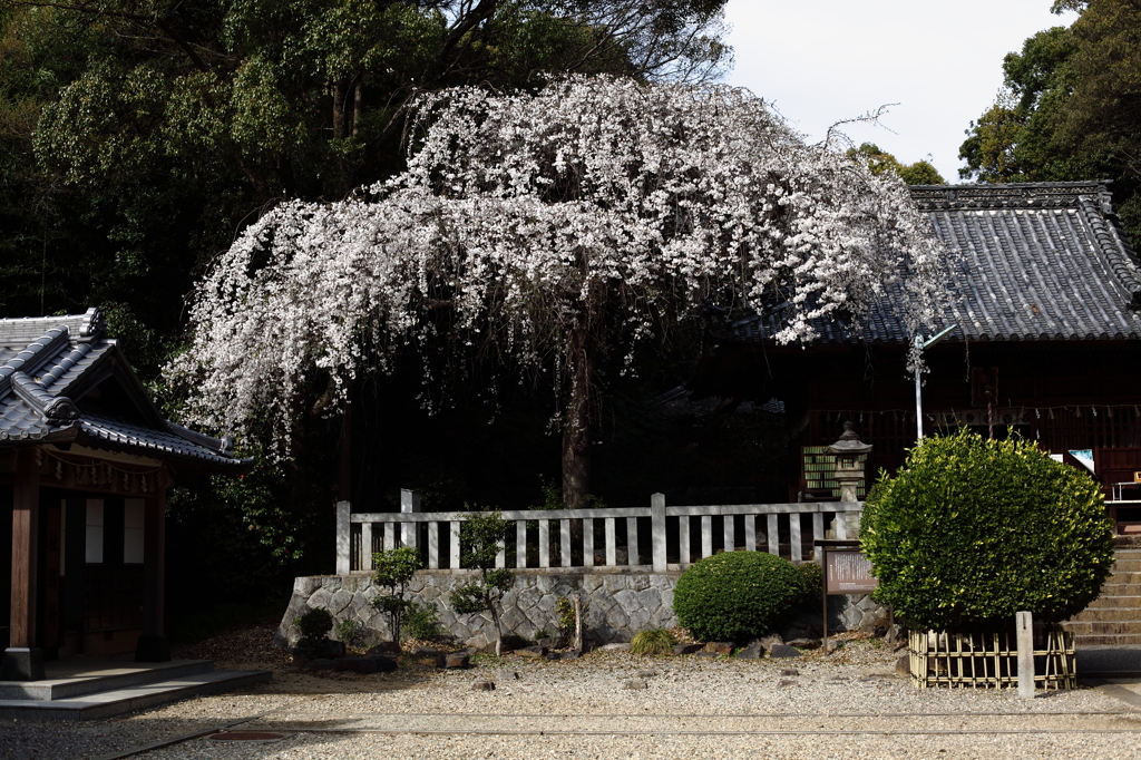 八幡様の枝垂れ桜