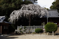 八幡様の枝垂れ桜
