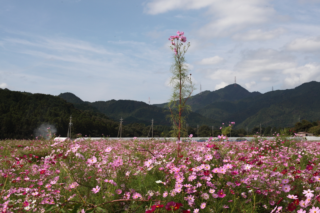 秋桜畑
