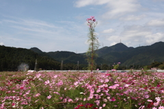 秋桜畑