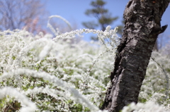 雪柳