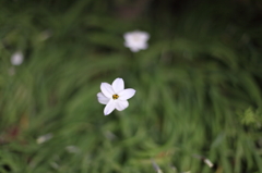 小さな花