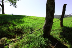 高原牧場（３）