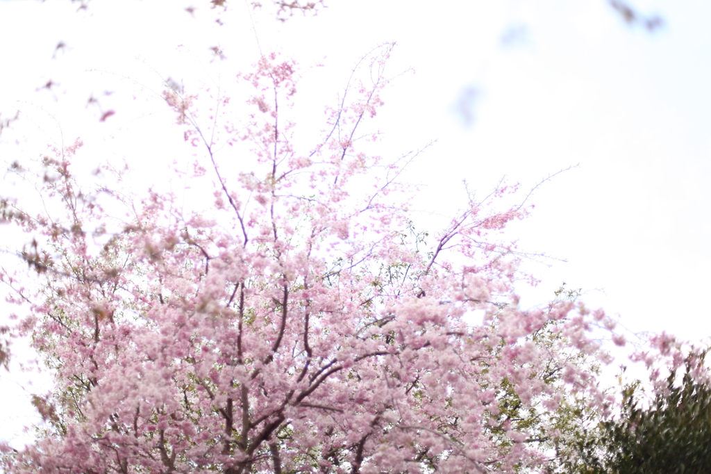 春の空
