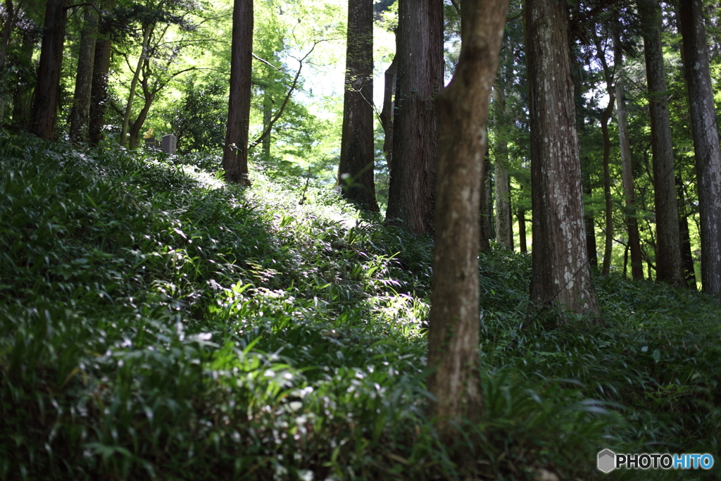 香嵐渓・夏の光