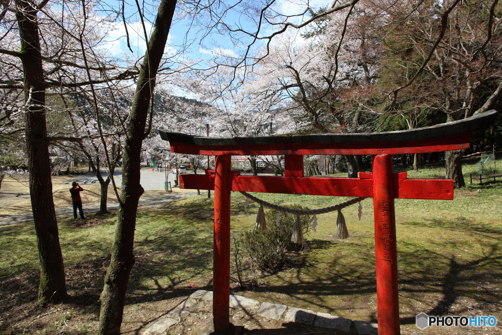 IMG_4635-1　郡上の春