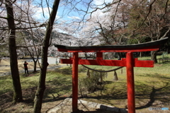 IMG_4635-1　郡上の春