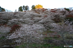 IMG_9316-1　四季桜の山