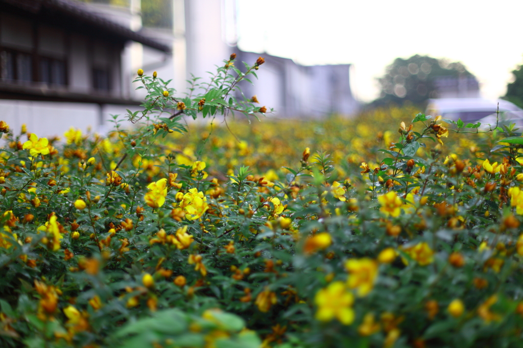 朝花