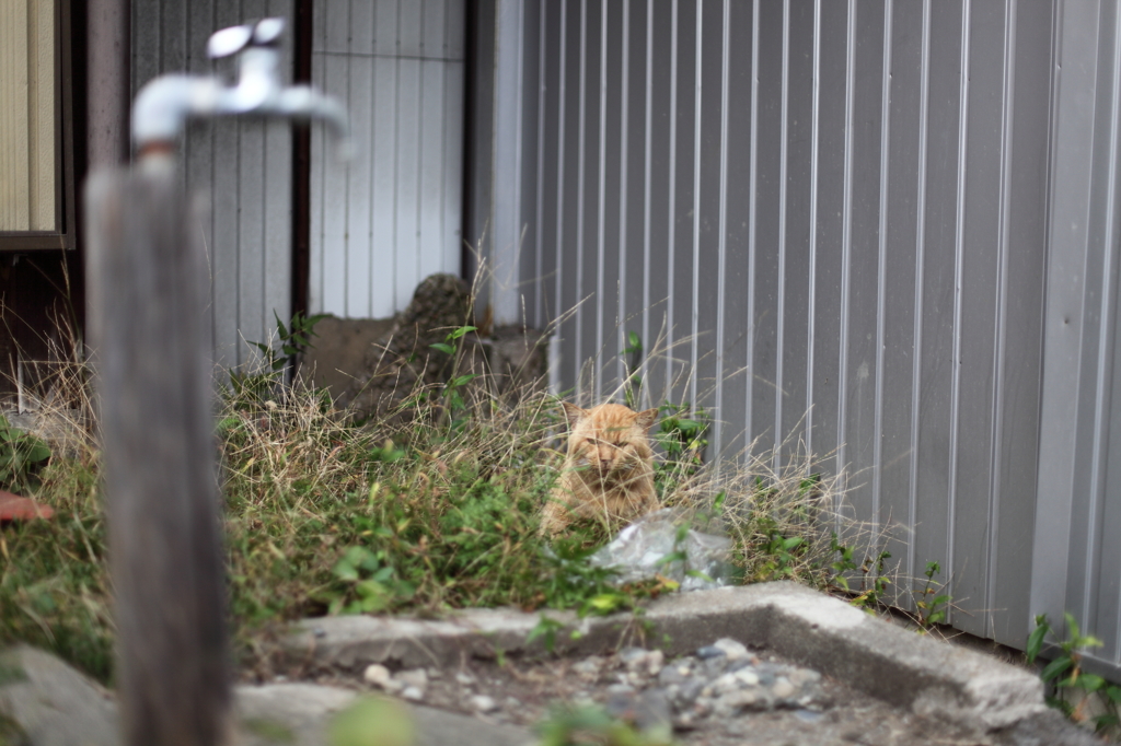 野良猫