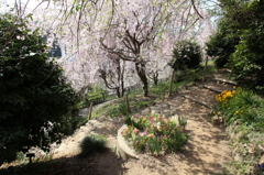 桜のカーテン