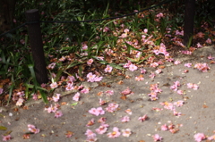 椿散る春の日に