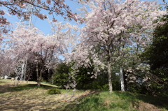 満開