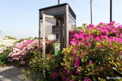 花に包まれて