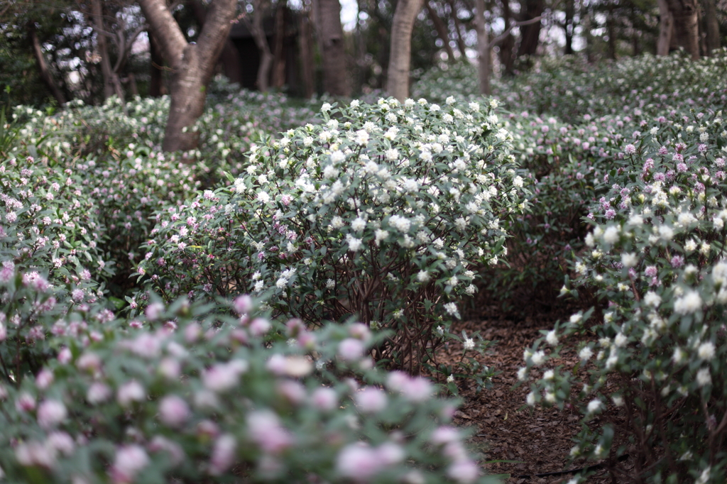 花のラビリンス