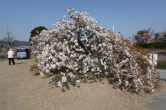 駐車場の桜