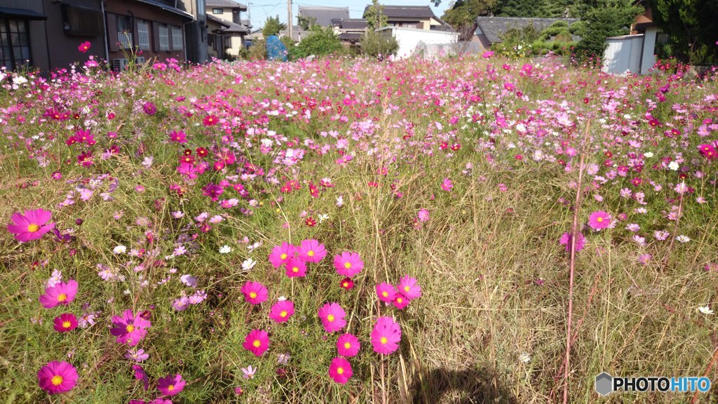 近所のコスモス畑