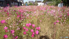 近所のコスモス畑
