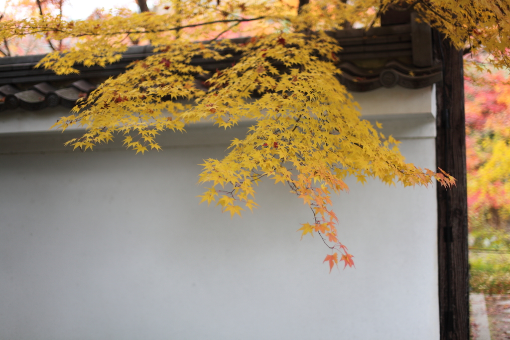 京都の秋