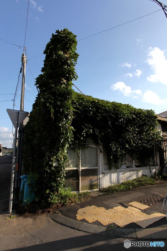 自然に還ろうとする家