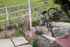花と自転車