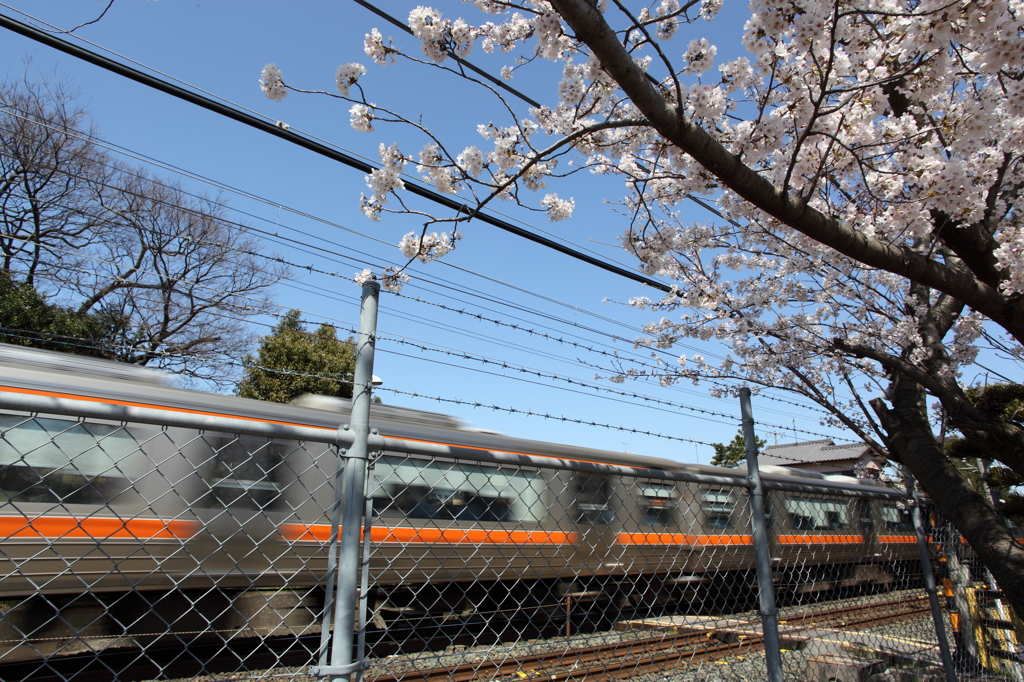 春電車