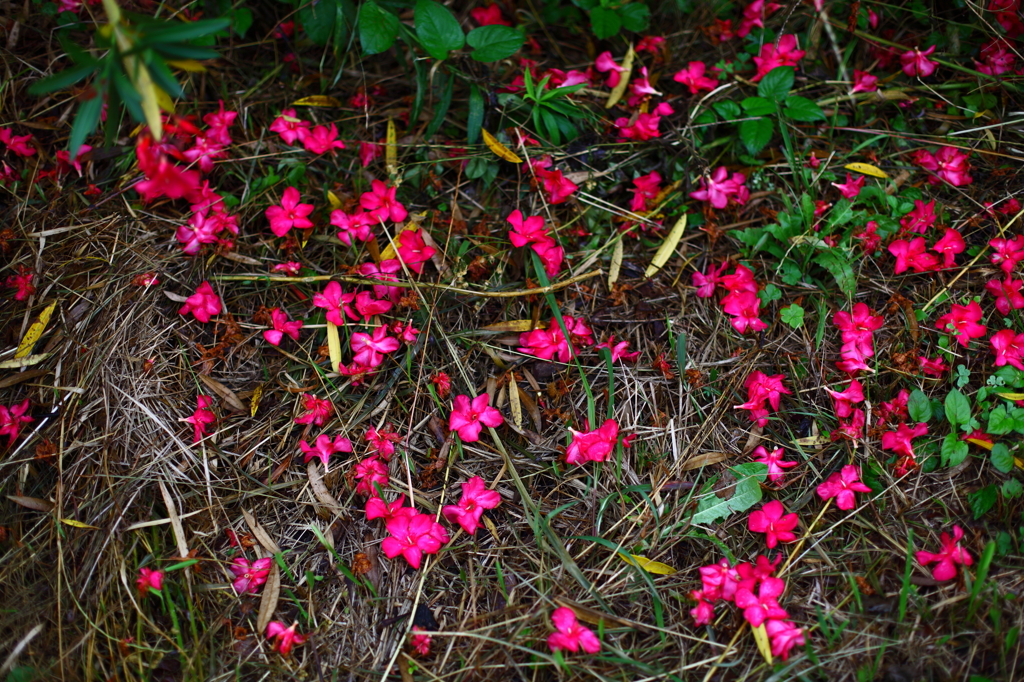 朝花