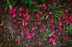朝花