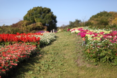 花畑