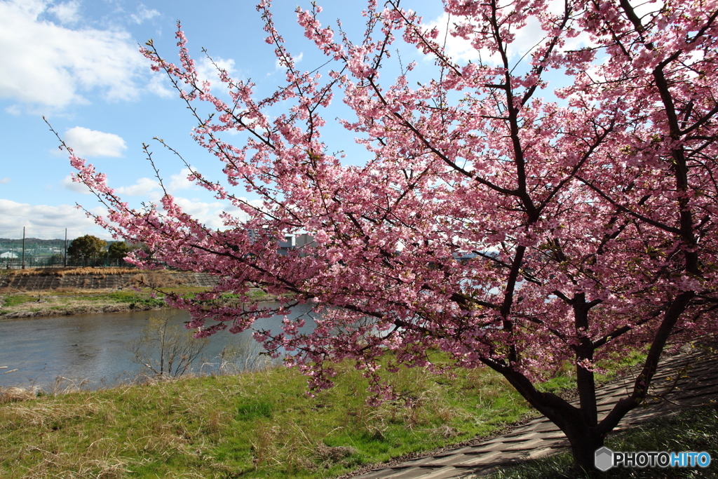 IMG_2384-1　河津桜