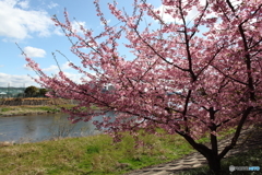 IMG_2384-1　河津桜