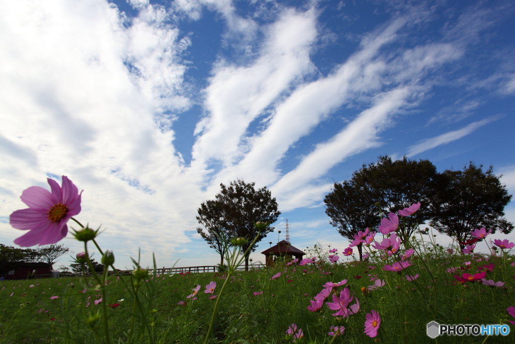 コスモスと秋の空