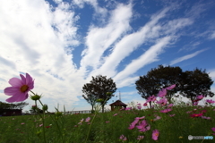 コスモスと秋の空