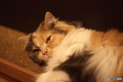 猫の瞳