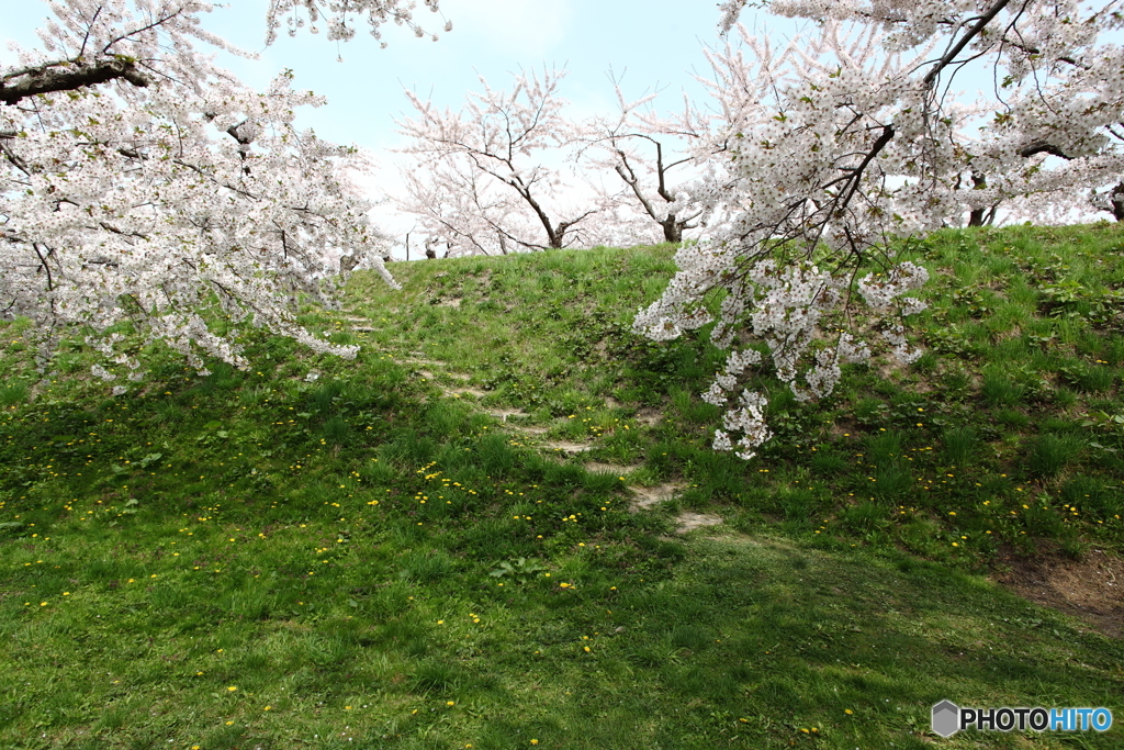 土手の桜