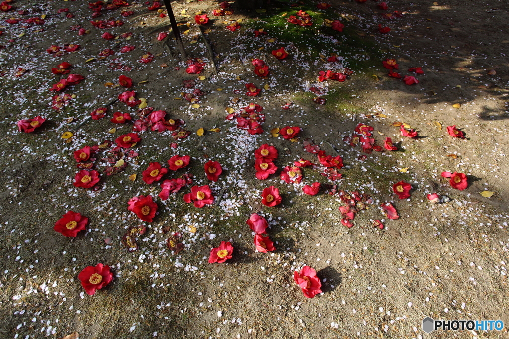 落花