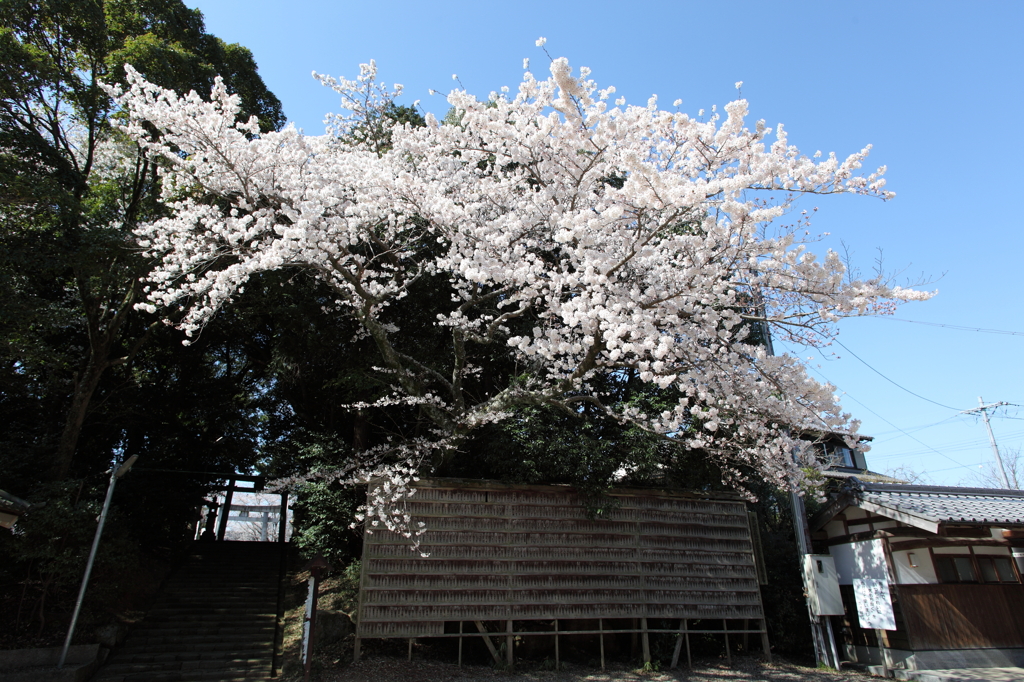 八幡様の桜　９