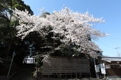 八幡様の桜　９