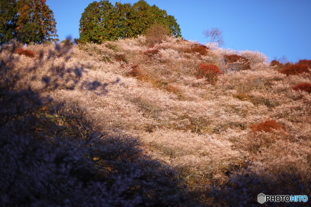 IMG_9339-1　四季桜の山