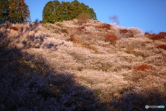 IMG_9339-1　四季桜の山