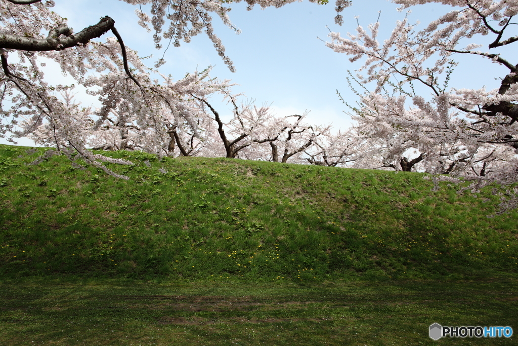 五稜郭の桜