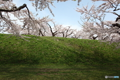 五稜郭の桜