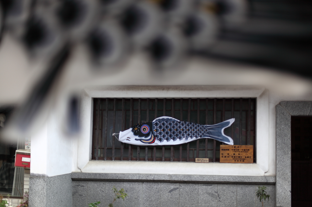 鯉のぼり