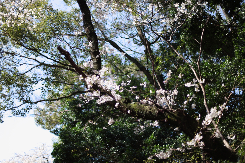 八幡様の桜　６