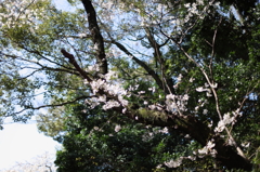 八幡様の桜　６