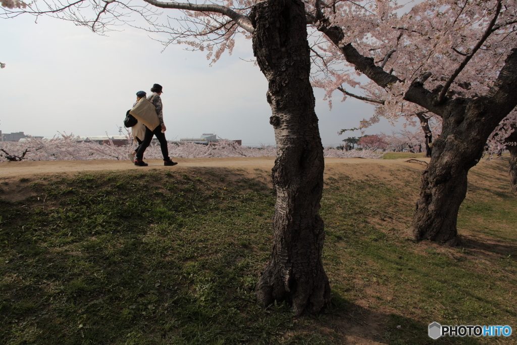 西日の五稜郭公園