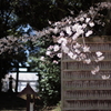 八幡様の桜　１３