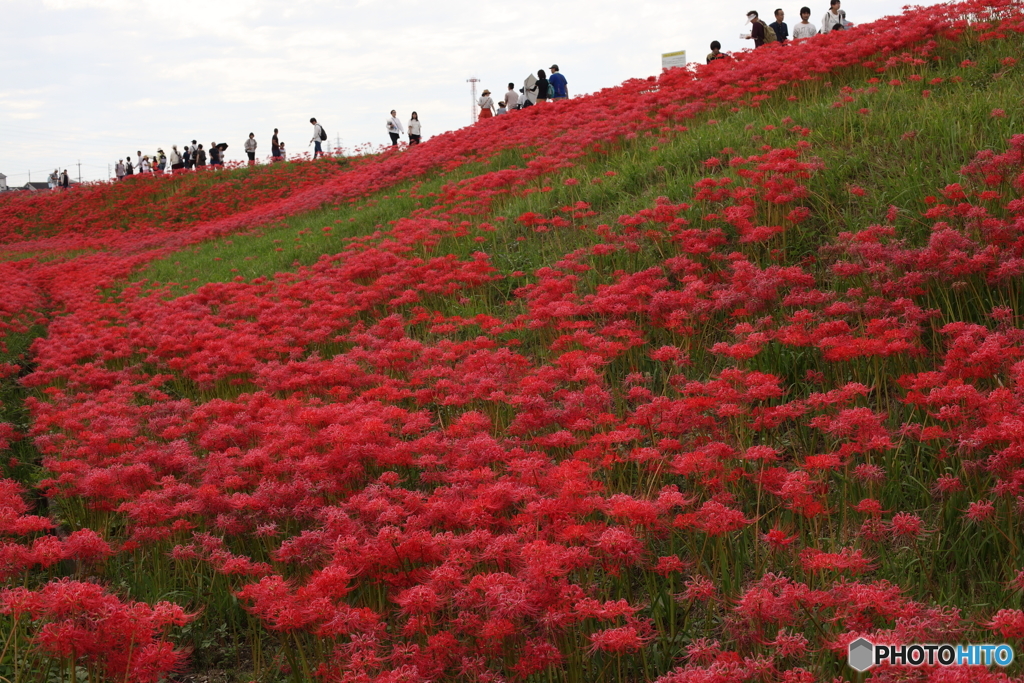 矢勝川河畔初秋風景