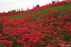 矢勝川河畔初秋風景