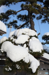 雪化粧